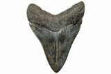 Serrated, Fossil Megalodon Tooth - South Carolina #310065-1